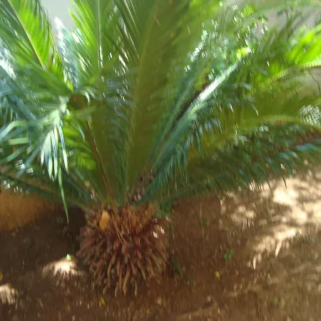Eja *